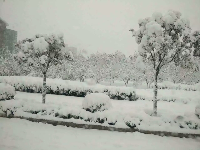 瑞雪兆丰年，踏雪狗子28