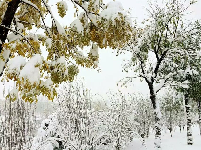 瑞雪兆丰年，踏雪狗子28